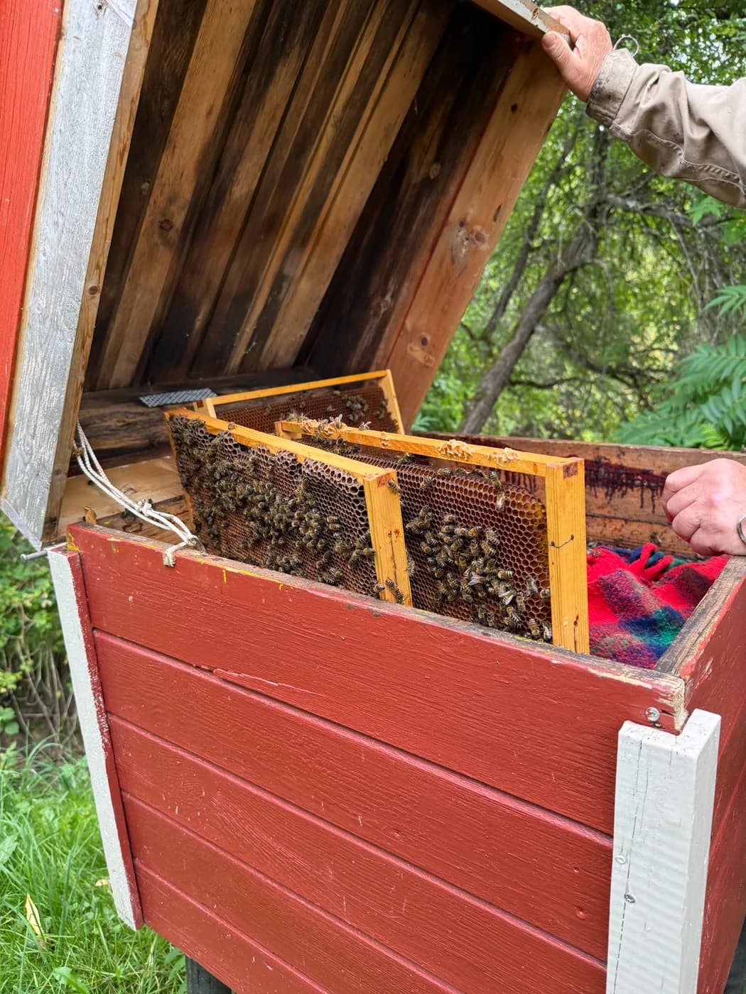 Tarust välja tõstetud kärjeraamid, kärgedel mesilased.
